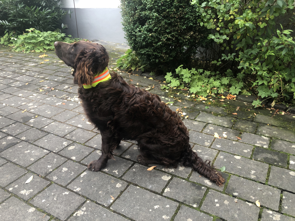 Signalhalsband Hund dehnbar 203223_Signalhalsband